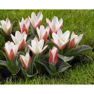 Tulipan Heart's Delight - GIGA paczka! - 250 szt.