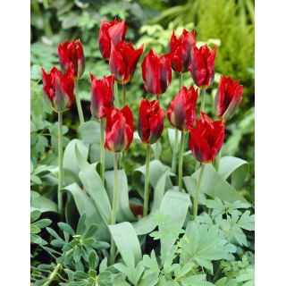 Tulipan Hollywood - GIGA paczka! - 250 szt.