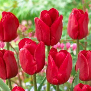 Tulipan Ile de France - GIGA paczka! - 250 szt.