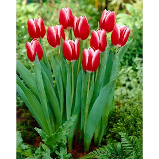 Tulipan Kung Fu - GIGA paczka! - 250 szt.
