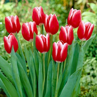 Tulipan Kung Fu - GIGA paczka! - 250 szt.