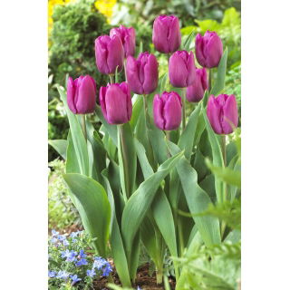 Tulipan purpurowy - Purple - GIGA paczka! - 250 szt.