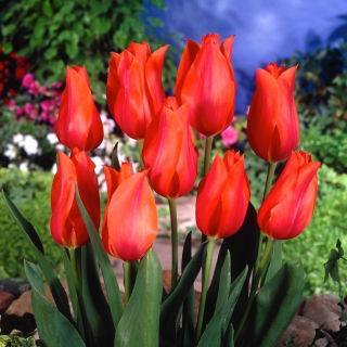 Tulipan Temple of Beauty - GIGA paczka! - 250 szt.