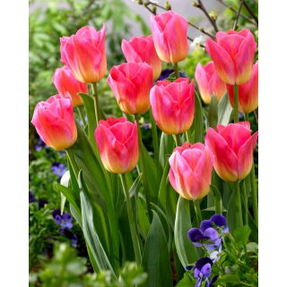 Tulipan Tom Pouce - GIGA paczka! - 250 szt.