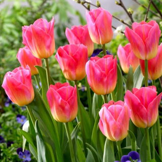 Tulipan Tom Pouce - GIGA paczka! - 250 szt.