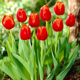 Tulipan Verandi - GIGA paczka! - 250 szt.