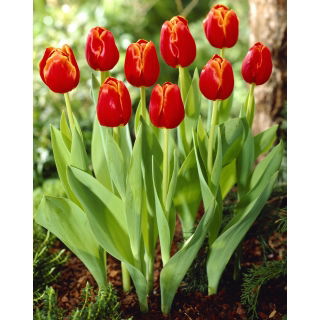 Tulipan Verandi - GIGA paczka! - 250 szt.