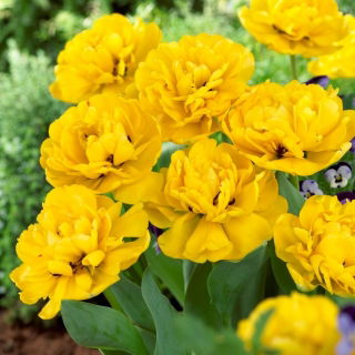 Tulipan Yellow Pomponette - pełny - GIGA paczka! - 250 szt.