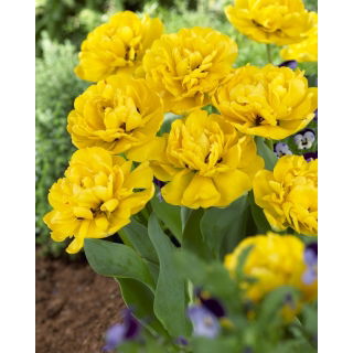 Tulipan Yellow Pomponette - pełny - GIGA paczka! - 250 szt.