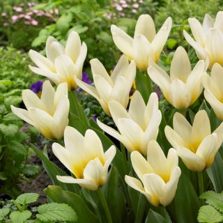 Tulipan niski - Concerto - GIGA paczka! - 250 szt.