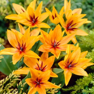 Tulipan Praestans Shogun - GIGA paczka! - 250 szt.