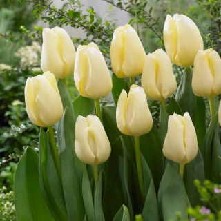 Tulipan Cheers - GIGA paczka! - 250 szt.
