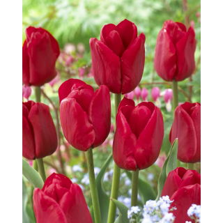 Tulipan Ile de France - GIGA paczka! - 250 szt.