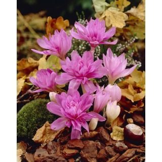 Zimowit pełny Waterlily - GIGA paczka! - 50 szt.