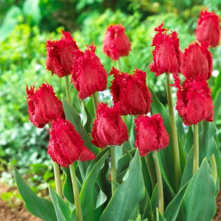 Tulipan Barbados - GIGA paczka! - 250 szt.