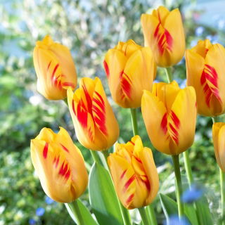 Tulipan Olympic Flame - GIGA paczka! - 250 szt.