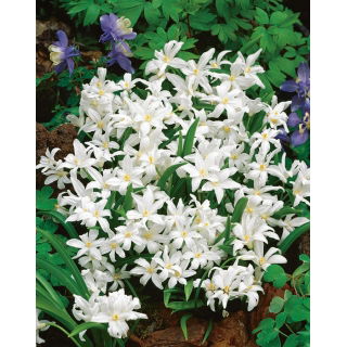 Śnieżnik lśniący biały - Chionodoxa luciliae alba - GIGA paczka! - 500 szt.