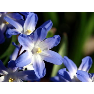 Śnieżnik niebieski - Chionodoxa forbesi blue - GIGA paczka! - 500 szt.