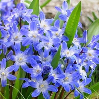 Śnieżnik niebieski - Chionodoxa forbesi blue - GIGA paczka! - 500 szt.
