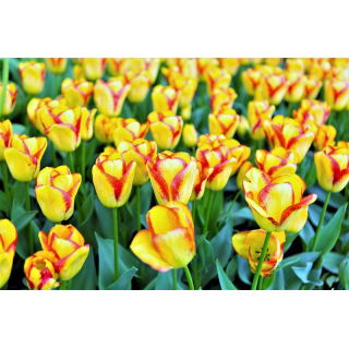 Tulipan Cape Town - GIGA paczka! - 250 szt.