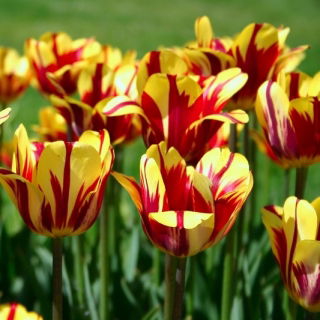 Tulipan El Cid - GIGA paczka! - 250 szt.