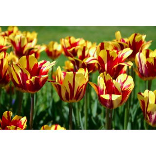Tulipan El Cid - GIGA paczka! - 250 szt.