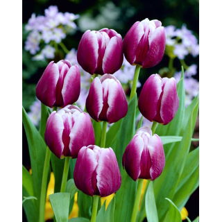 Tulipan Arabian Mystery - GIGA paczka! - 250 szt.