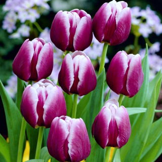 Tulipan Arabian Mystery - GIGA paczka! - 250 szt.