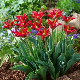 Tulipan Eye Catcher - GIGA paczka! - 250 szt.