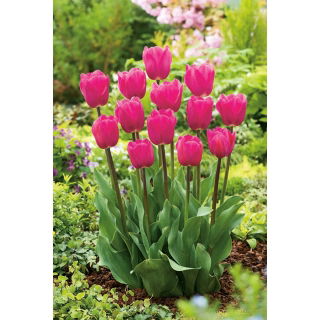Tulipan różowy - Rose - GIGA paczka! - 250 szt.
