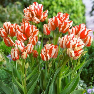 Tulipan Sylvia Warder - GIGA paczka! - 250 szt.