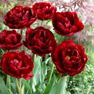Tulipan Uncle Tom - GIGA paczka! - 250 szt.