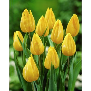 Tulipan Yokohama - GIGA paczka! - 250 szt.