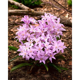 Śnieżnik lśniący różowy - Chionodoxa Rose Queen - GIGA paczka! - 500 szt.