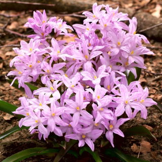 Śnieżnik lśniący różowy - Chionodoxa Rose Queen - GIGA paczka! - 500 szt.