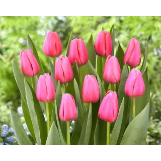 Tulipan Big Love - GIGA paczka! - 250 szt.