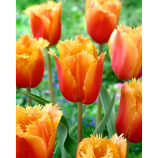 Tulipan Lambada - GIGA paczka! - 250 szt.