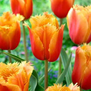 Tulipan Lambada - GIGA paczka! - 250 szt.