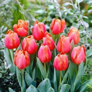Tulipan Jimmy - GIGA paczka! - 250 szt.