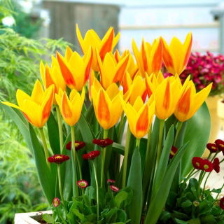 Tulipan Giuseppe Verdi - GIGA paczka! - 250 szt.