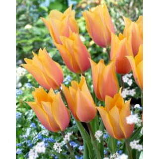 Tulipan Blushing Lady - GIGA paczka! - 250 szt.