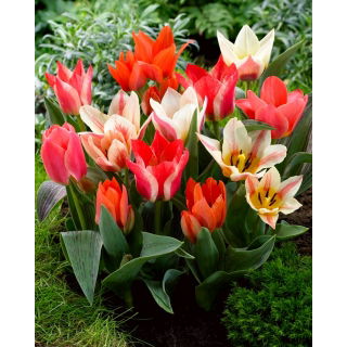 Tulipan niski mix - Greigii mix - GIGA paczka! - 250 szt.
