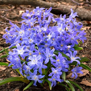 Śnieżnik lśniący - Chionodoxa luciliae - GIGA paczka! - 500 szt.