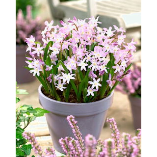 Śnieżnik Chionodoxa forbesii Pink Giant - GIGA paczka! - 500 szt.