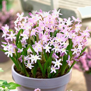 Śnieżnik Chionodoxa forbesii Pink Giant - GIGA paczka! - 500 szt.