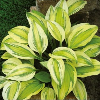 Funkia - Hosta Captain's Adventure - GIGA paczka! - 50 szt.