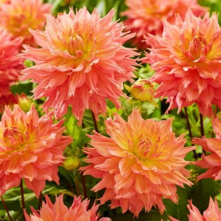 Dalia - Omega - GIGA paczka! - 50 szt.