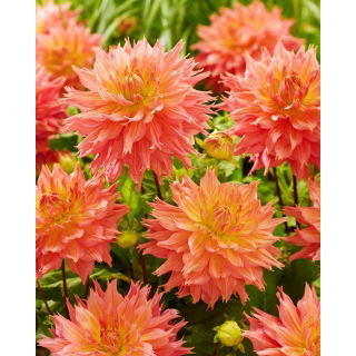 Dalia - Omega - GIGA paczka! - 50 szt.