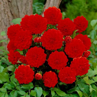 Dalia - Arnhem - GIGA paczka! - 50 szt.