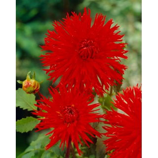 Dalia - Apache - GIGA paczka! - 50 szt.